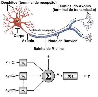 Diagrama comparando neurônio biológico e neurônio artificial
